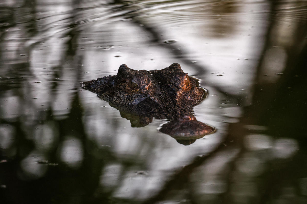 Missing 12-year-old girl's remains found after crocodile attack