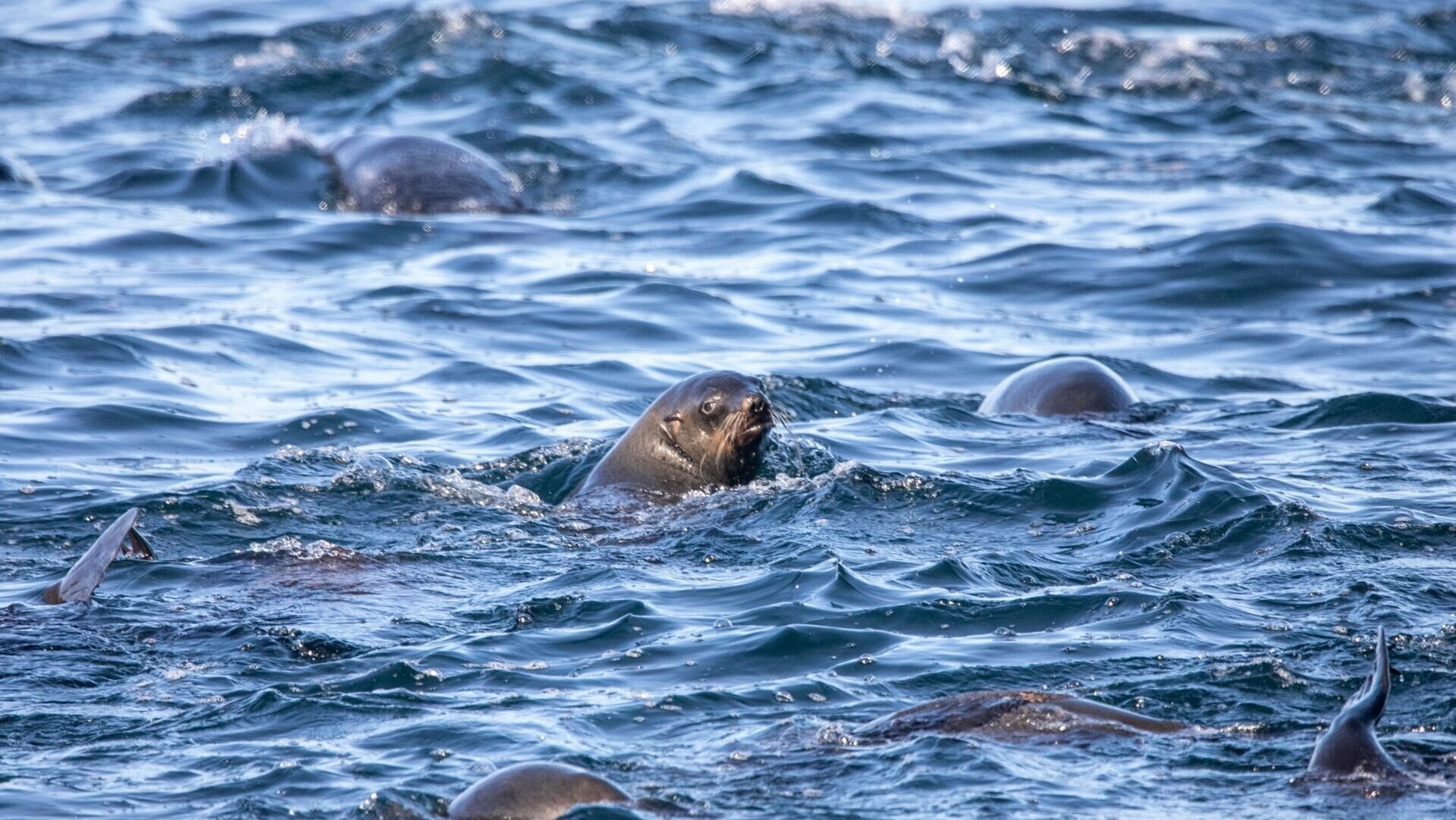 Rabid, Biting Seals Send Swimmers Rushing for Safety in South Africa