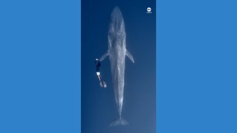 WATCH: Diver swims alongside blue whale in spectacular close encounter