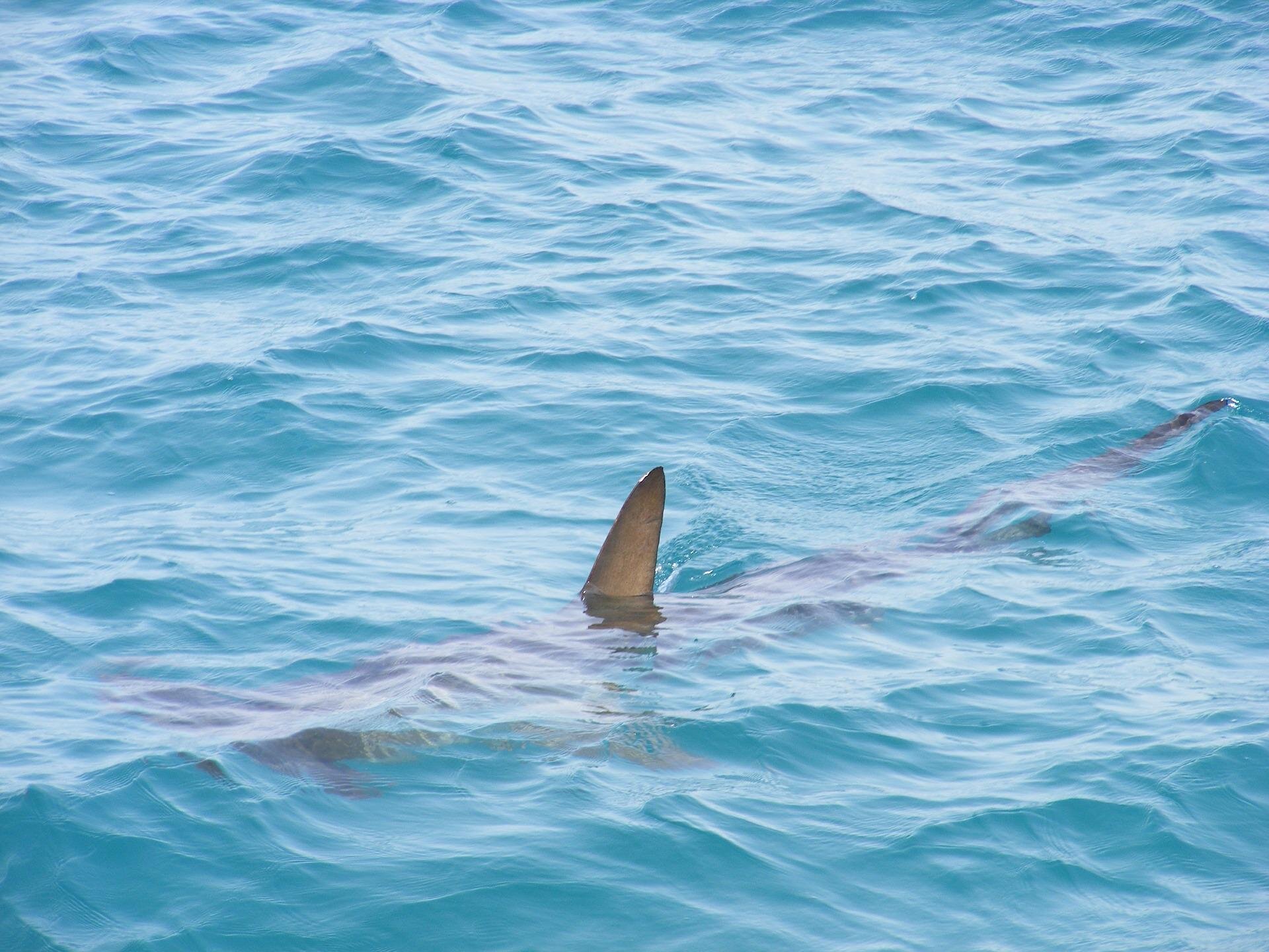 DNA tests confirm shark that bit California swimmer was juvenile white shark