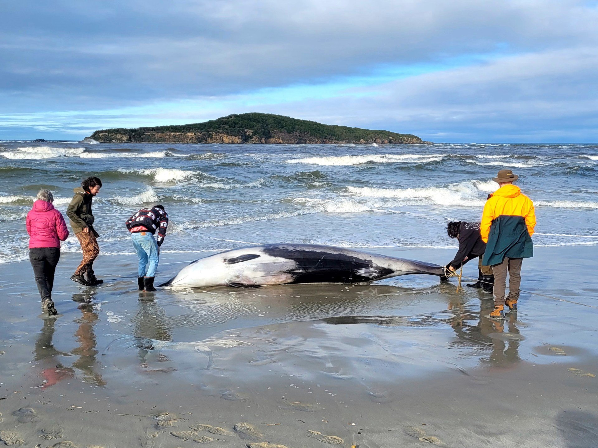 Carcass of elusive whale species discovered in New Zealand