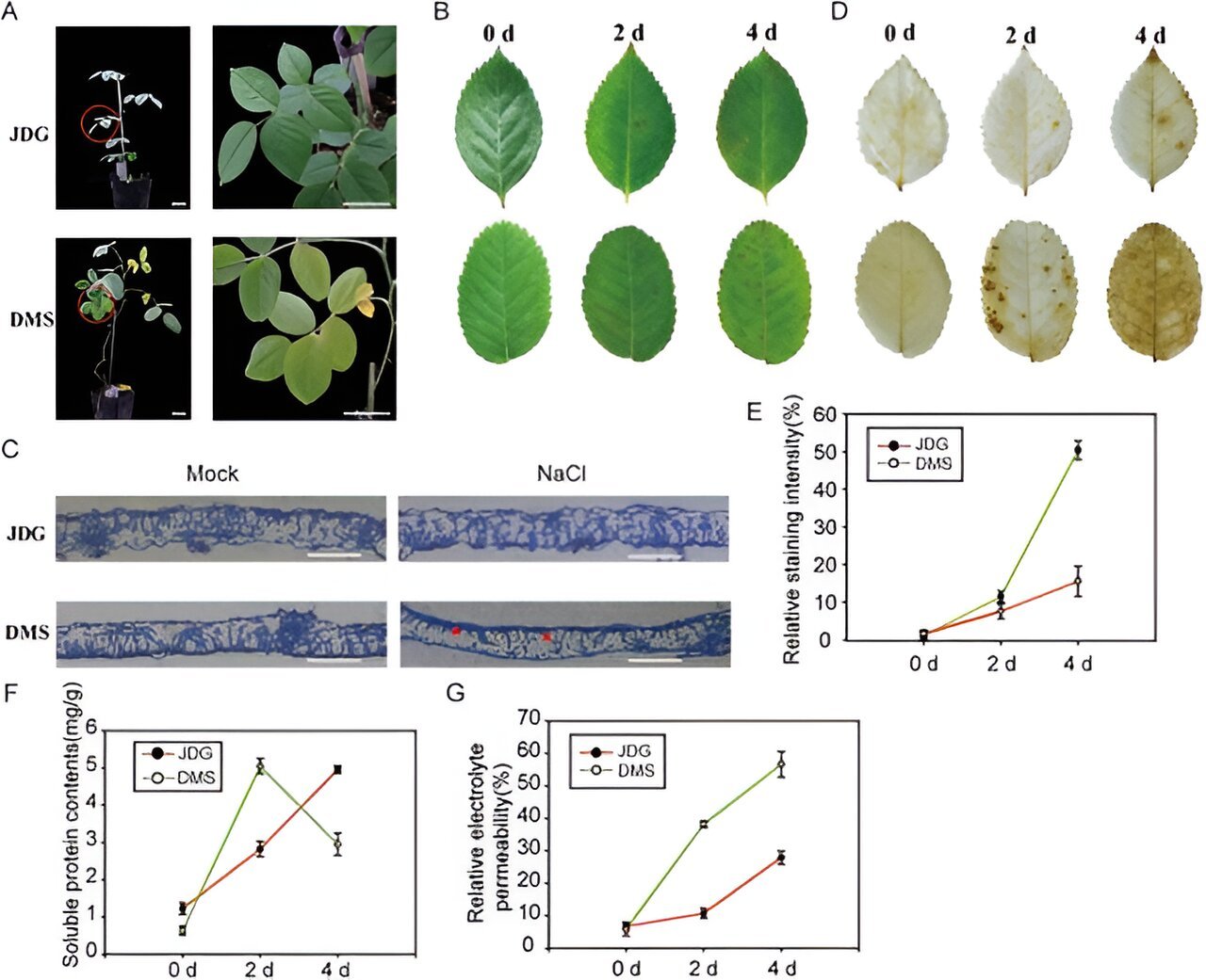 Blooming through adversity: Roses' genetic defense against salinity stress