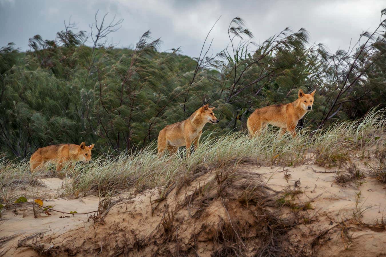 Evolutionary story of Australia's dingoes revealed by ancient DNA