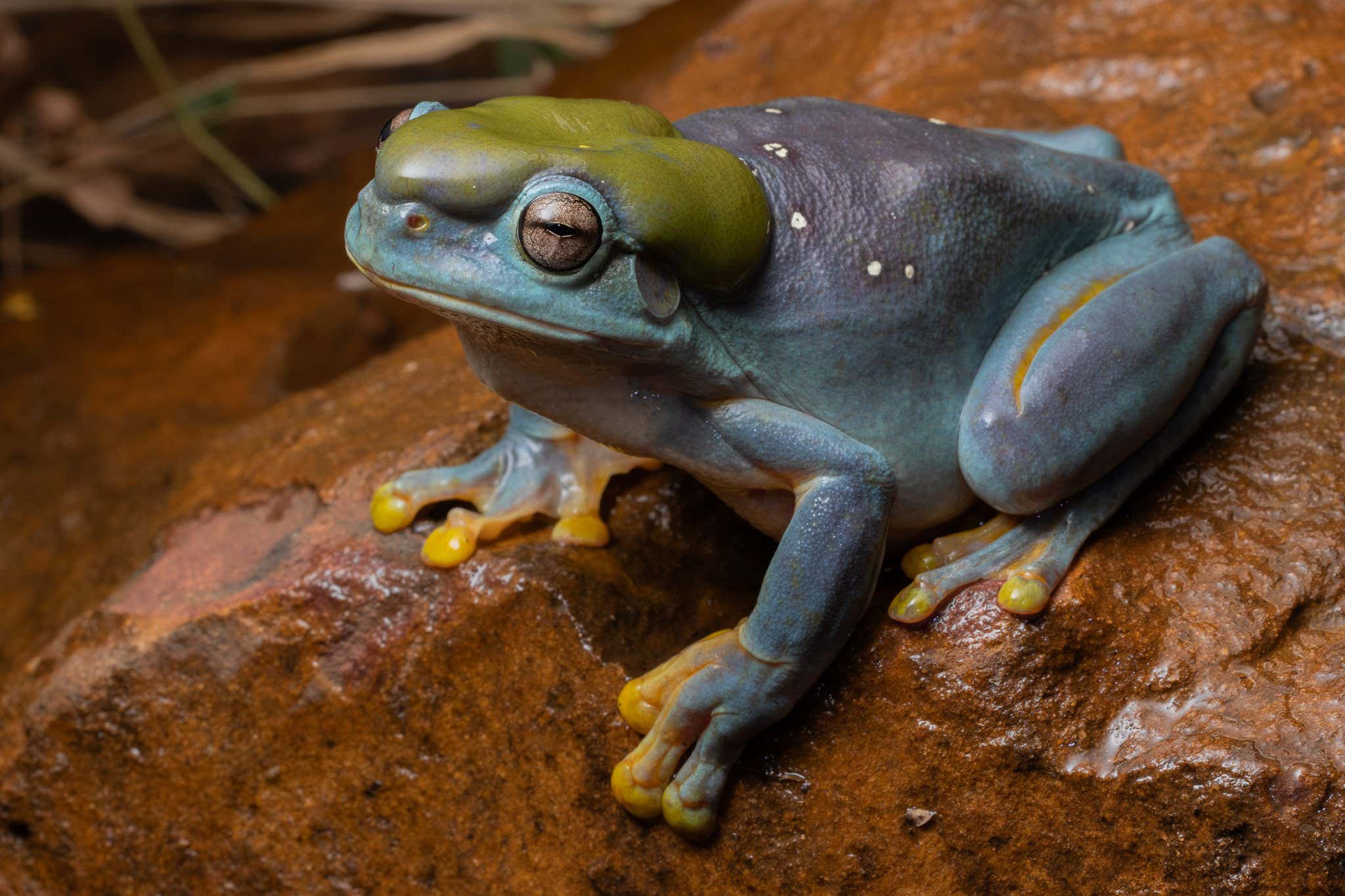 Stunning blue-skinned frog is a rare genetic mutant