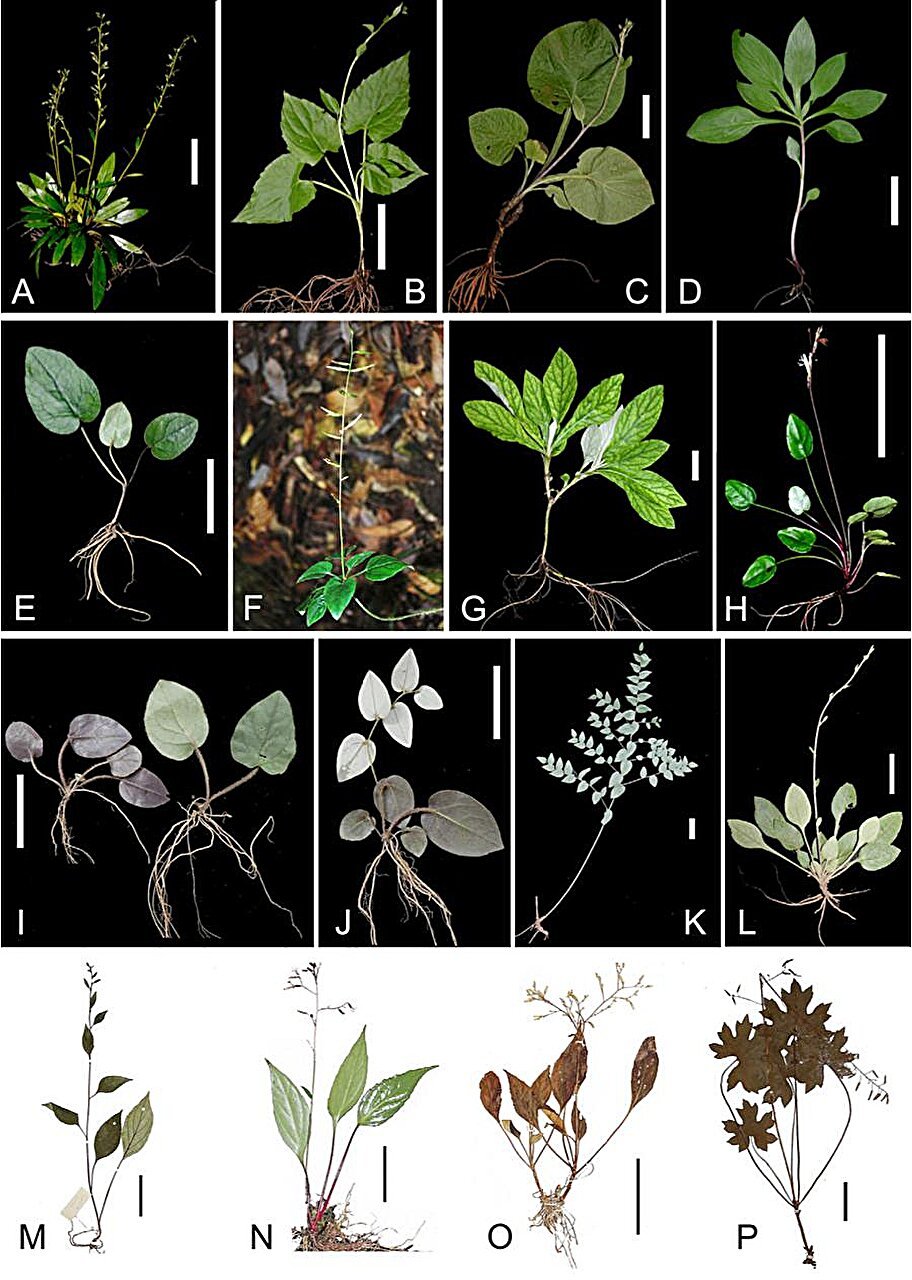 Study elucidates taxonomy and habit evolution of Ainsliaea genus