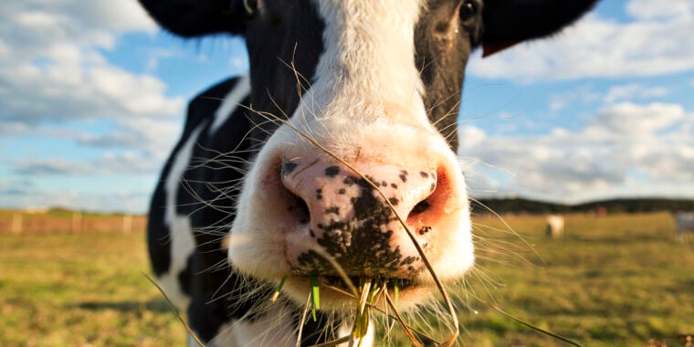 Cleaning up cow burps to combat global warming