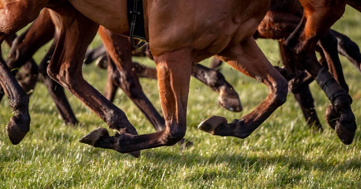 Racing itself needs to create horse welfare safety net to reassure public confidence