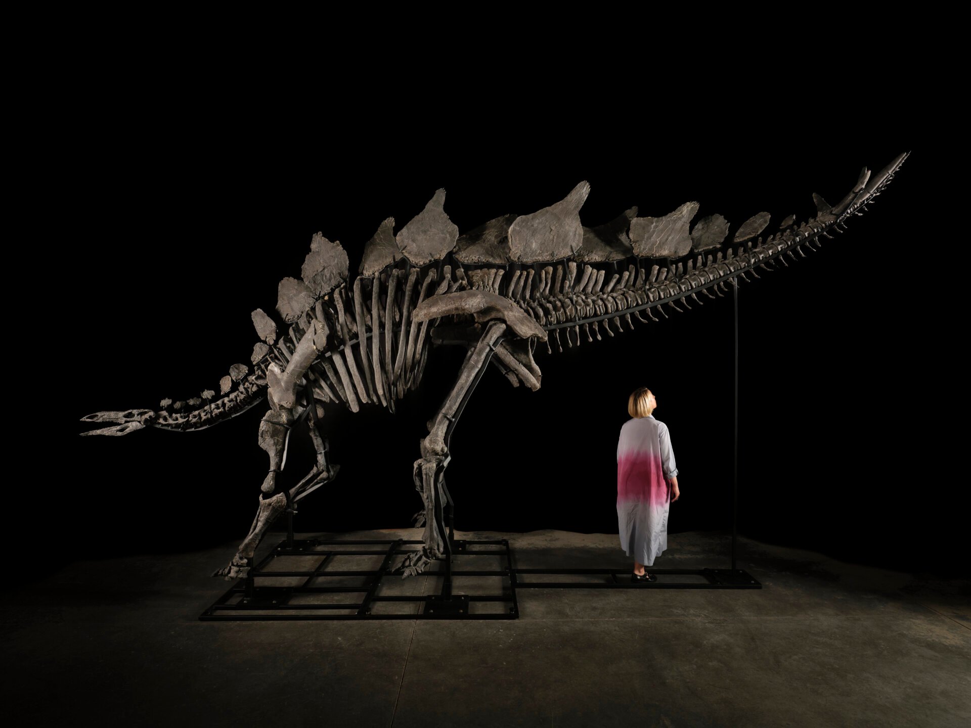 Stegosaurus Fossil Sells to Hedge Fund Billionaire for Record-Breaking $45 Million