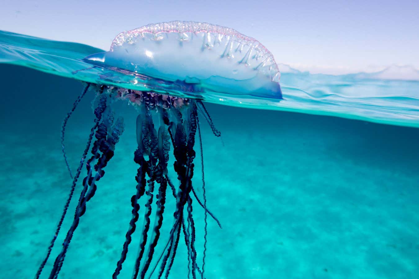 New species of Portuguese man o' war discovered in the Tasman Sea