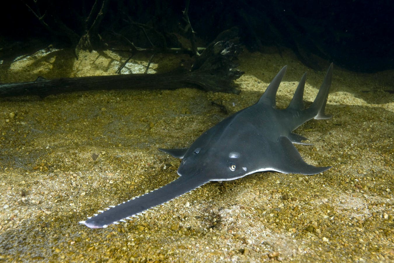 Fifteen Years Of Elasmobranchs Trade Unveiled By DNA Tools