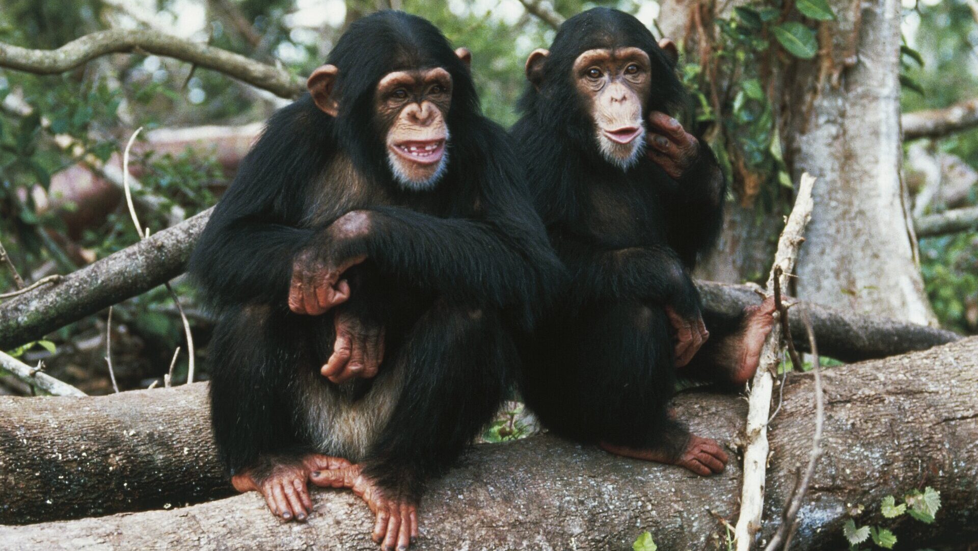 Chimpanzees Chat Up a Storm With Human-Like Gestures, Study Finds
