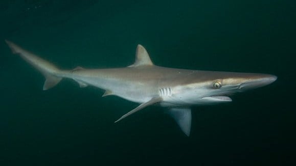 Sharks test positive for cocaine in waters off Brazilian coast