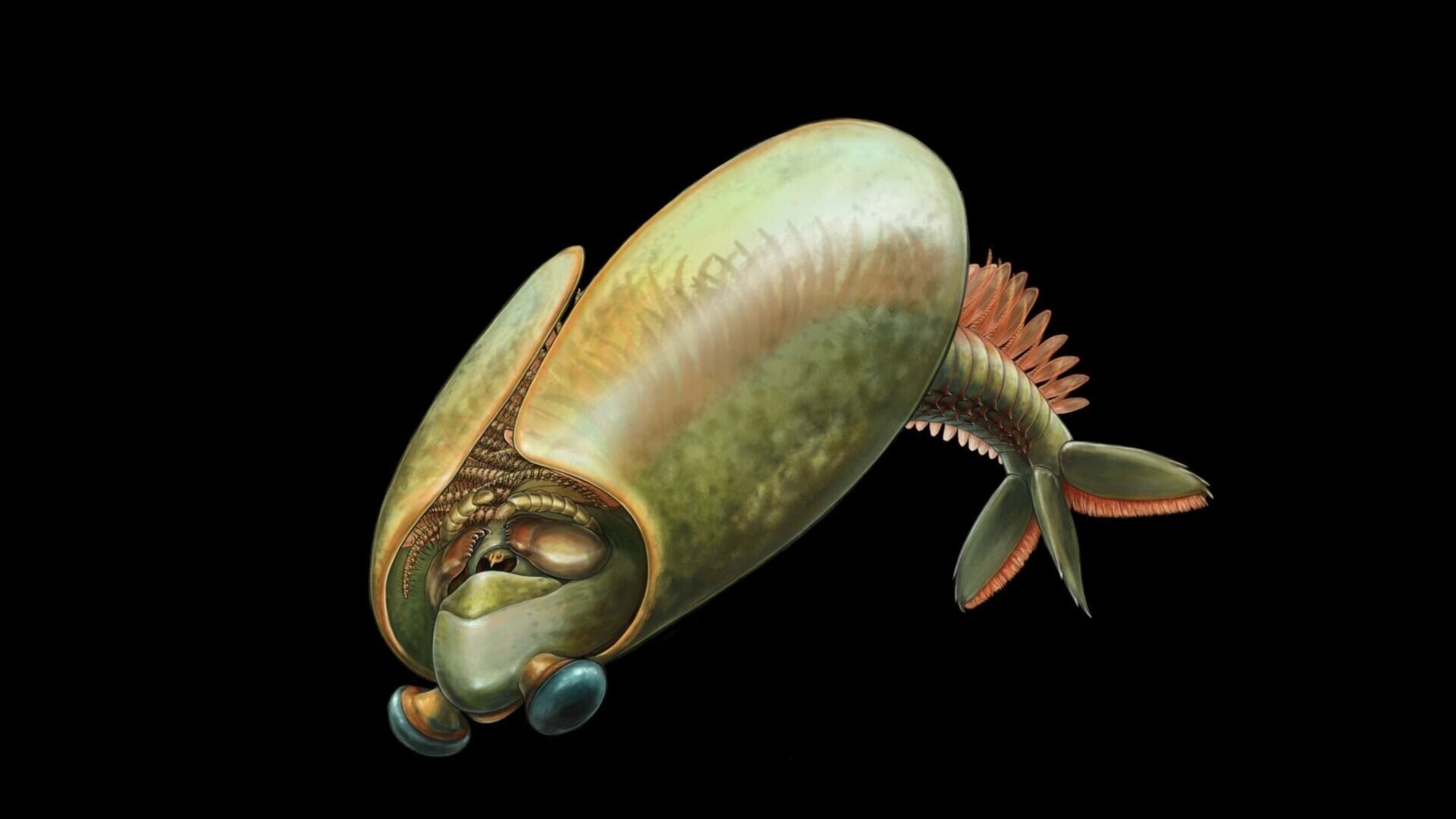 Ancient Arthropod Was Shaped Like a Taco and Swam Upside-Down