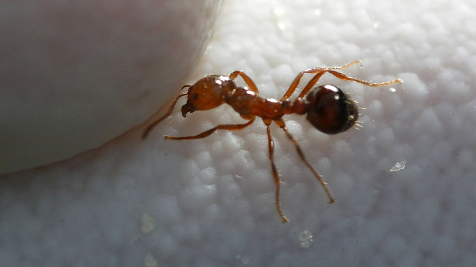 Officials battle 'highly aggressive' red imported fire ant infestation in California