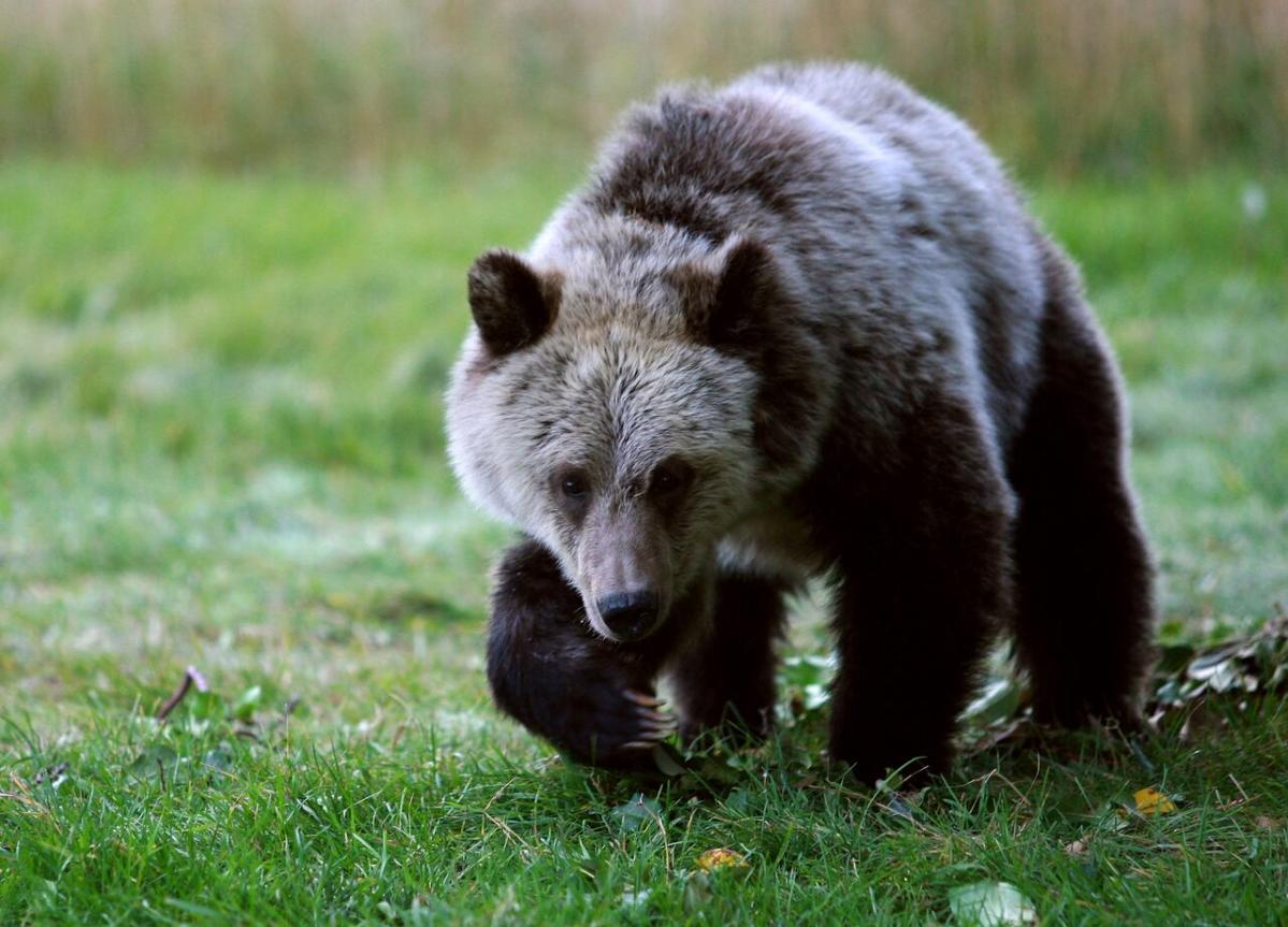 Man punches grizzly in face during bear attack in northern B.C.