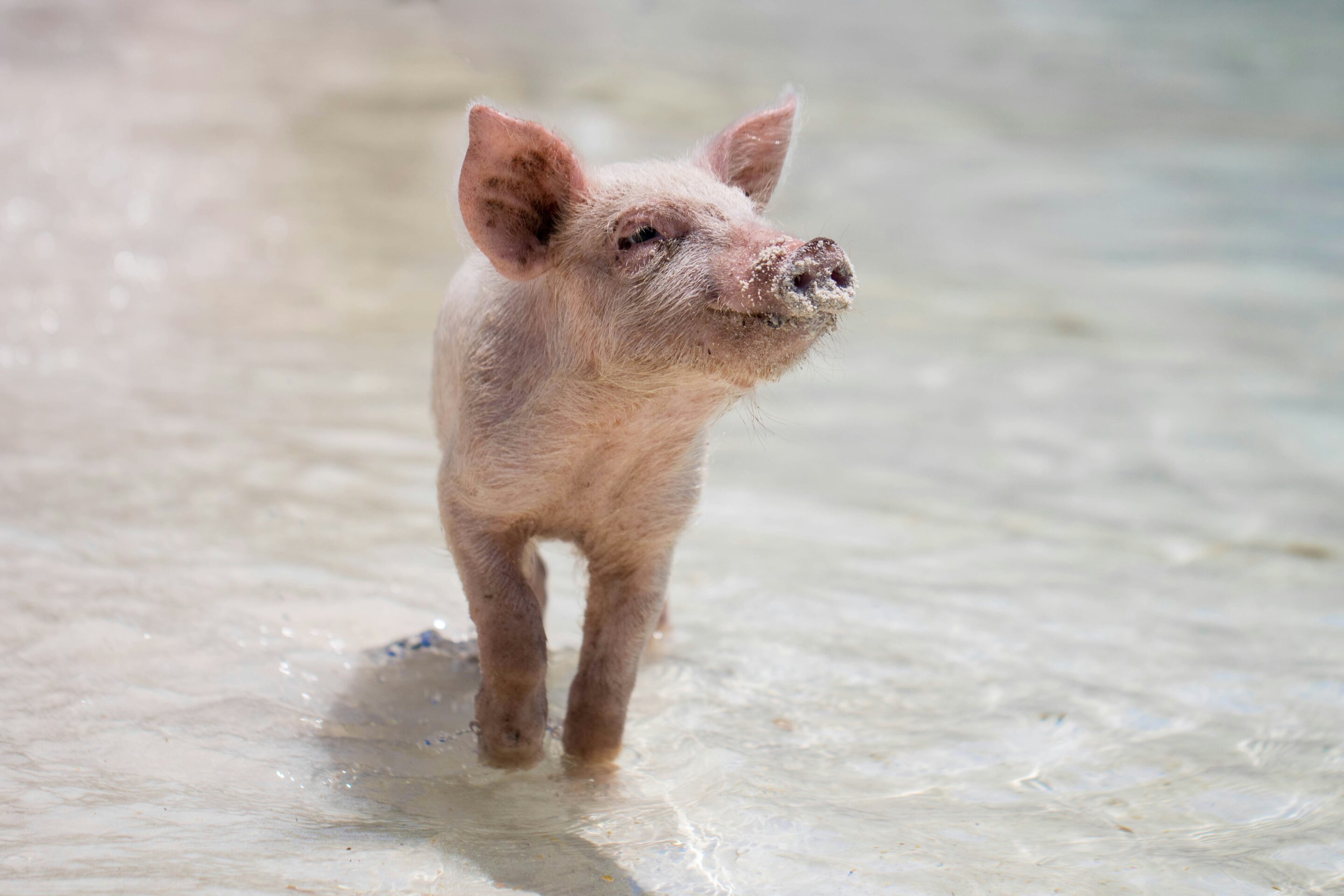 Protecting your pig from diamond skin disease