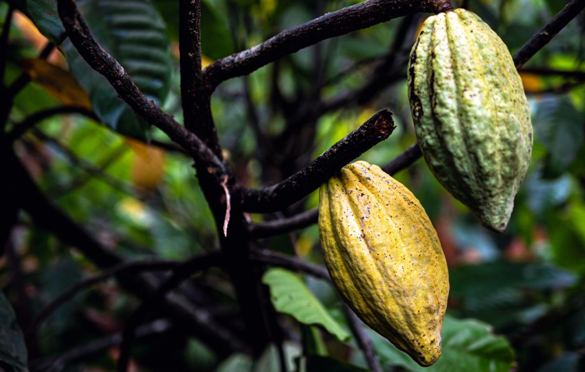 Scientists make discovery deep in rainforest that could save chocolate from becoming scarce: 'Might allow us to produce drought-tolerant or disease-resistant cacao trees'
