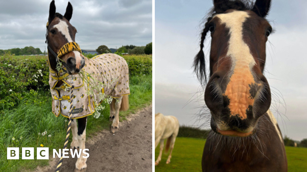 Horse killed and mutilated in 'cruel' attack