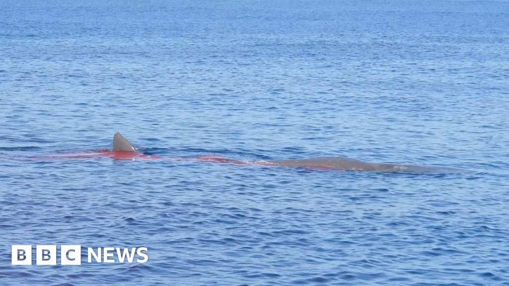 Sperm whale killed by ship in Strait of Gibraltar