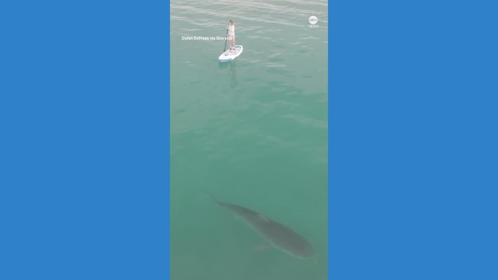 WATCH: Tiger shark swims within meters of paddleboarder