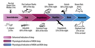 The new science of sleep: From cells to large-scale societies