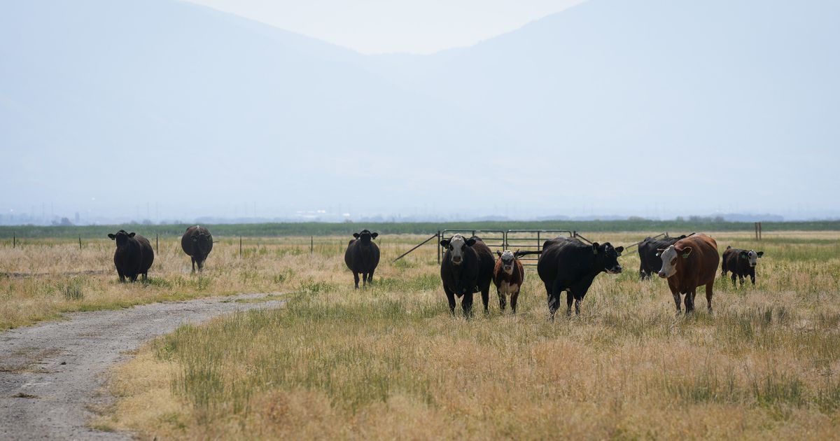 Hungry, hungry bovines: How cows are helping benefit the Great Salt Lake