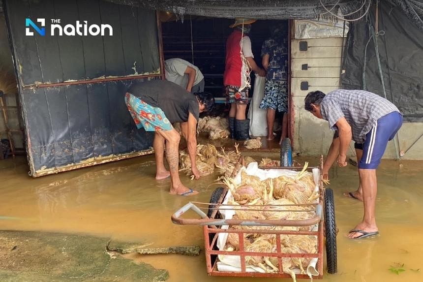 30,000 chickens drown in Thailand flash flood