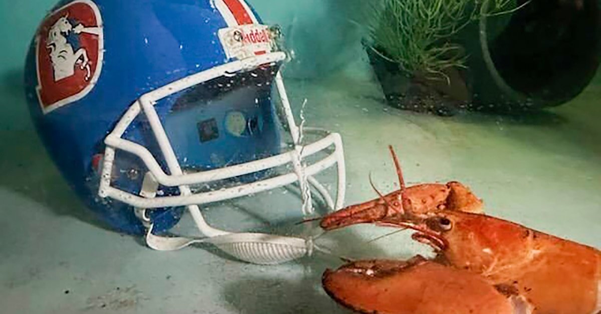 Meet Crush, the Rare Orange Lobster Diverted From a Dinner Plate by Denver Broncos Fans