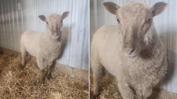 Are ewe kidding? 1 of 2 sheep on the lam since June has been caught near Ontario expressway