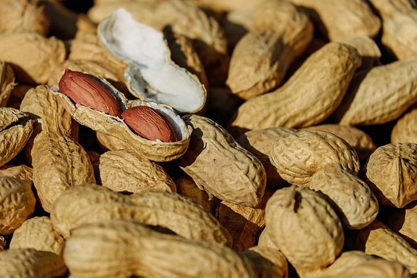 Australia launches landmark peanut allergy treatment for babies