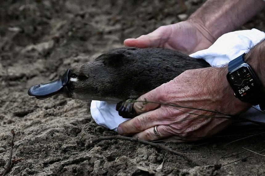 Australia platypus conservation centre, world's largest, welcomes first residents