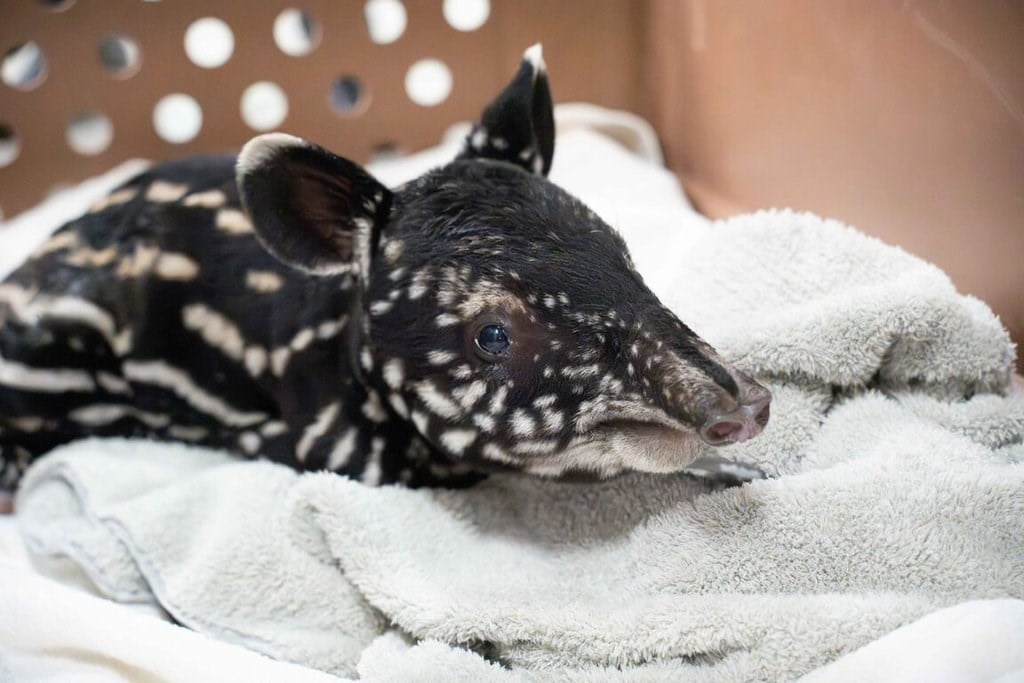 Baby Malayan tapir born at Taipei Zoo, offspring of late 'Moko'