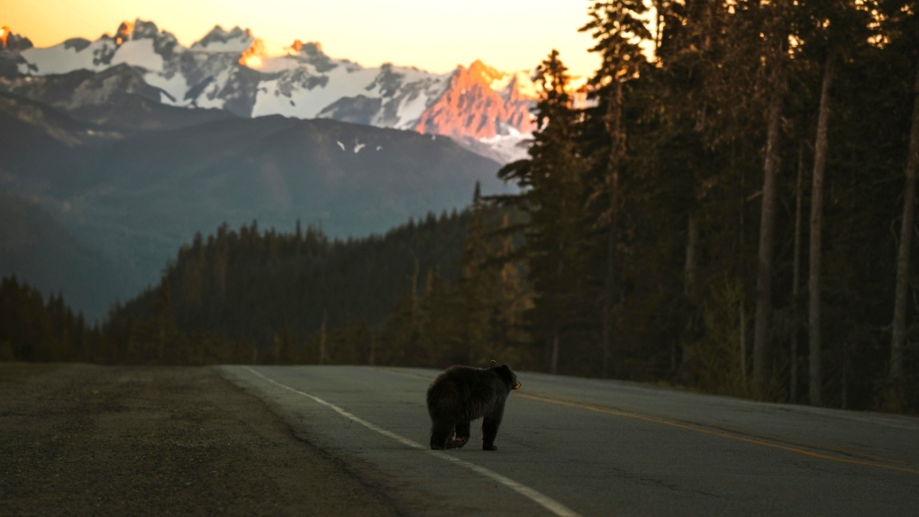 Bear bluff charge causes closure of Kananaskis lake 