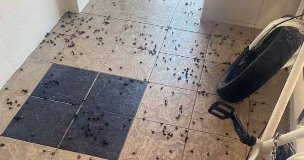 Bees swarm HDB blocks in Buangkok, frightening some residents 