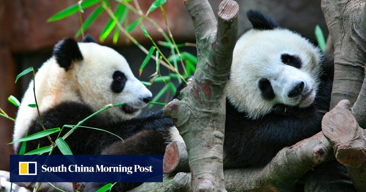 Beijing to send pair of giant pandas to Hong Kong in gift to mark July 1 handover anniversary