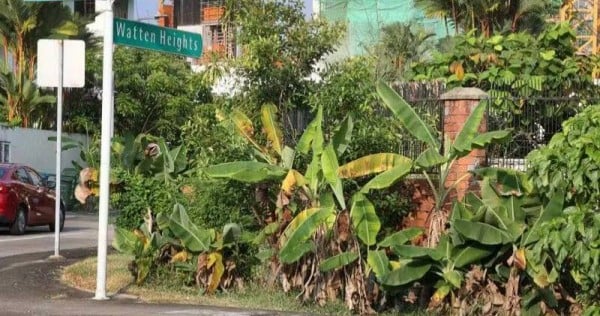 Bukit Timah resident voices concern over neighbours' banana trees after monkeys spotted in estate