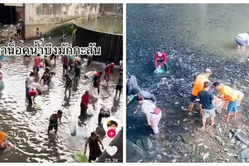 Cash for a catch: Thai government wages war against invasive blackchin tilapia