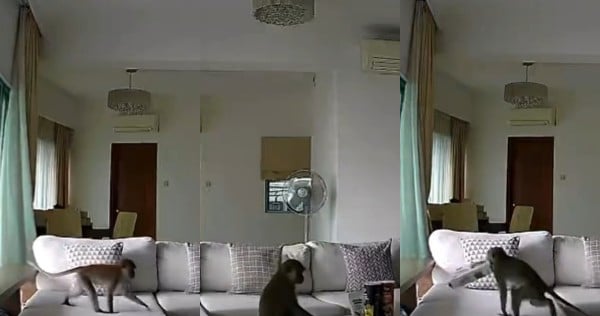 Caught on camera: Monkey scales 6 storeys for snack raid in Bukit Timah