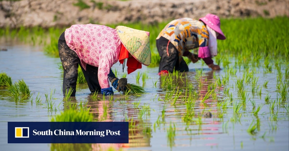 China faces diluted early-season rice harvest as floods drench crops in farming hubs