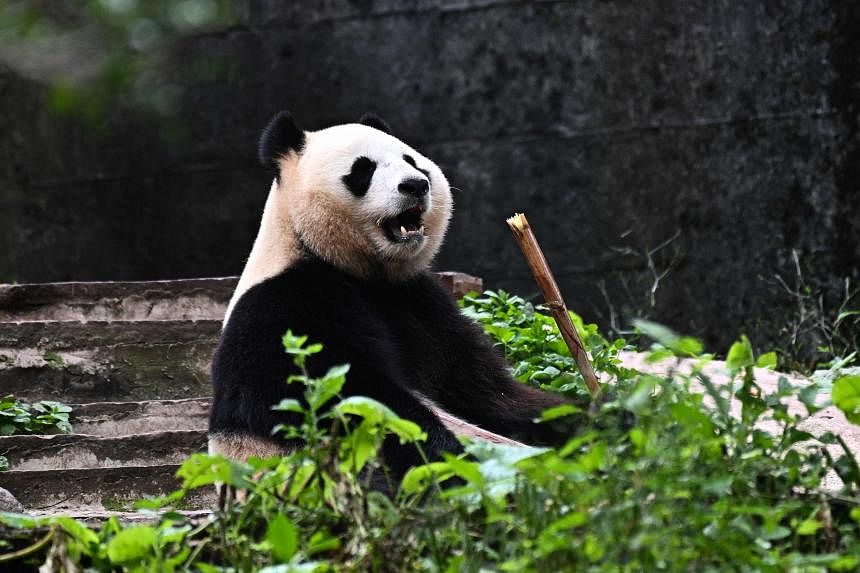 China marks Hong Kong handover anniversary with panda gift