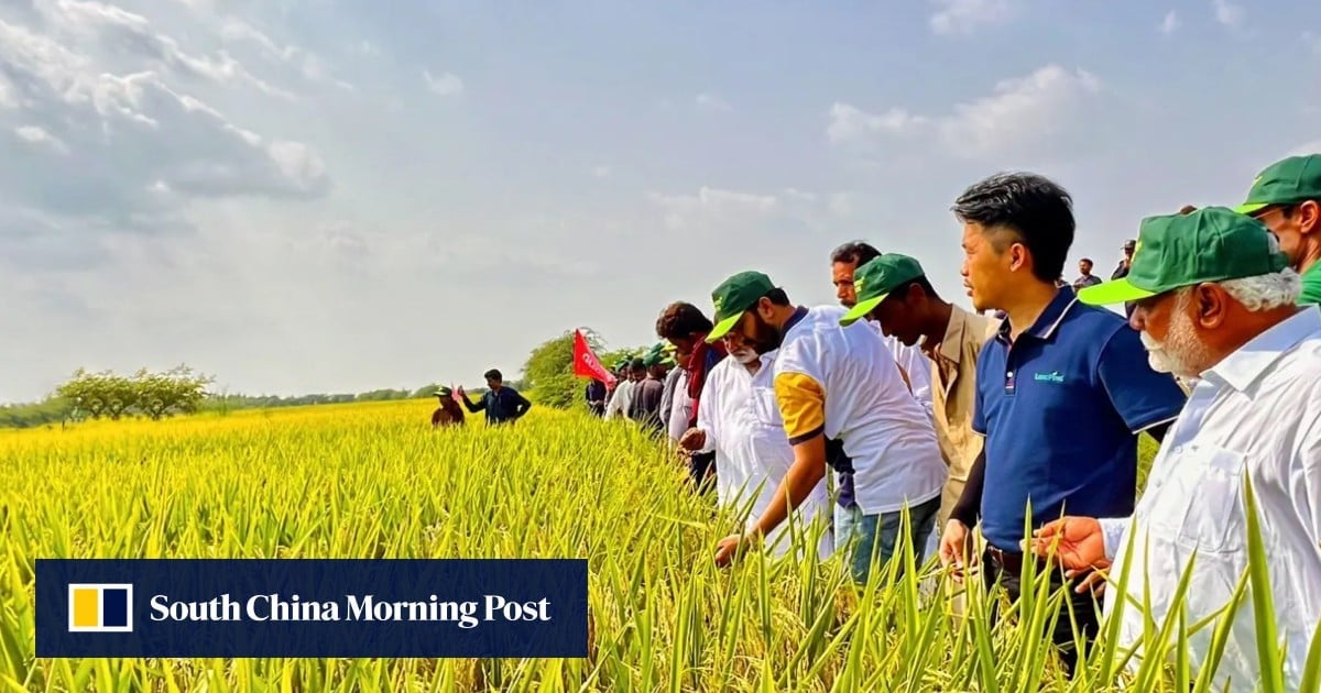 China scientist defies terror threats to help Pakistan farmers boost rice yields
