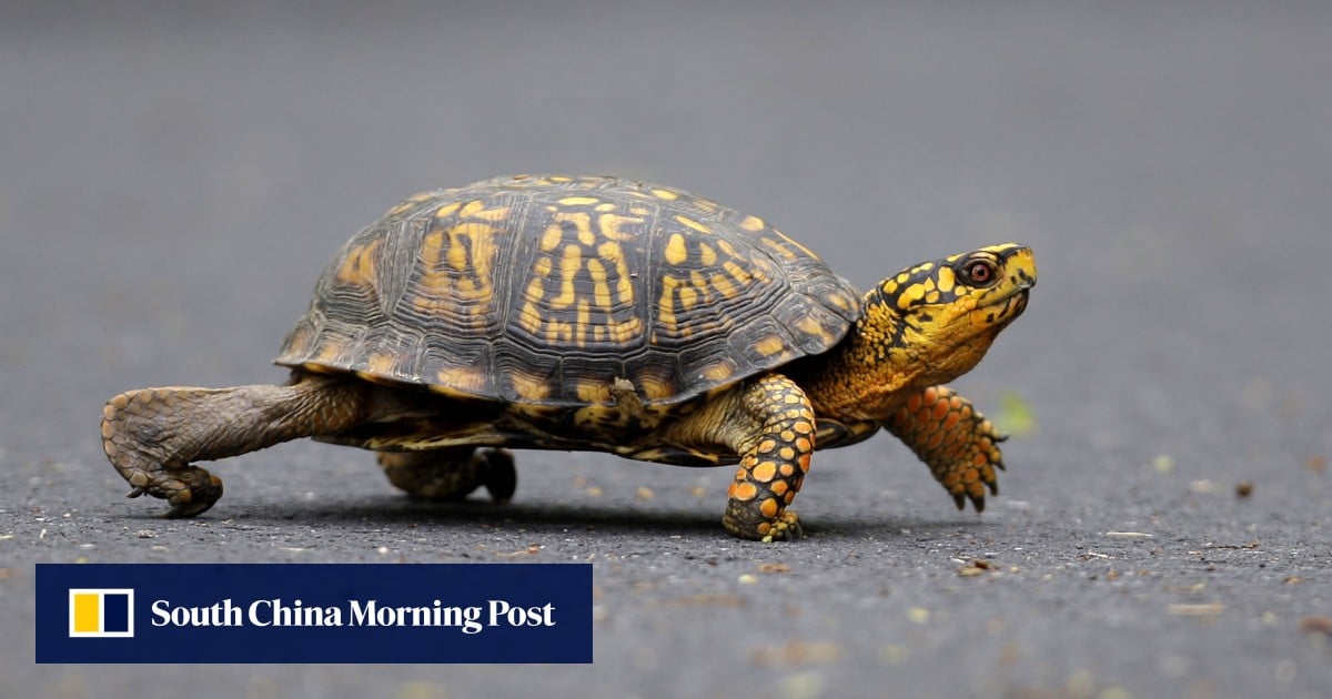 Chinese woman arrested in US for trying to smuggle turtles across lake into Canada