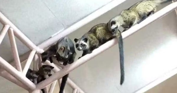 Civets make Bukit Merah sheltered walkway their home, drawing wildlife enthusiasts