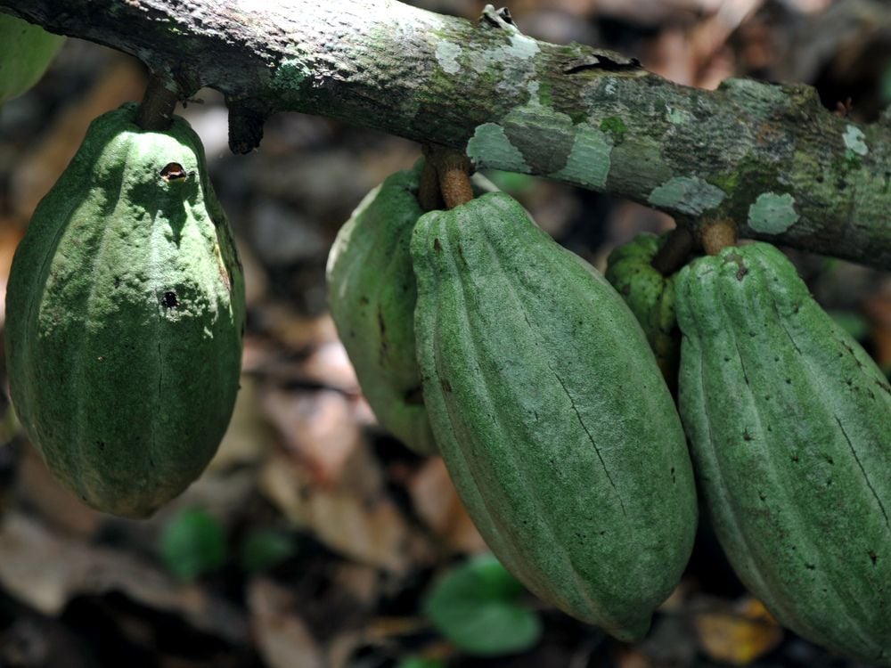 Cocoa hits 4-month low as demand predicted to weaken, supply grows