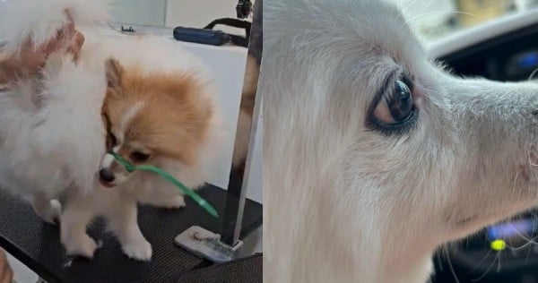 'Completely our fault': Boss of Jurong pet grooming business shutters store after employee uses cable tie on dog's mouth