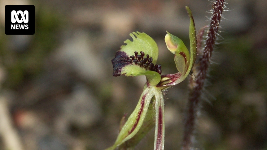 Conservationists unite to save charming spider orchid as habitat loss threatens survival