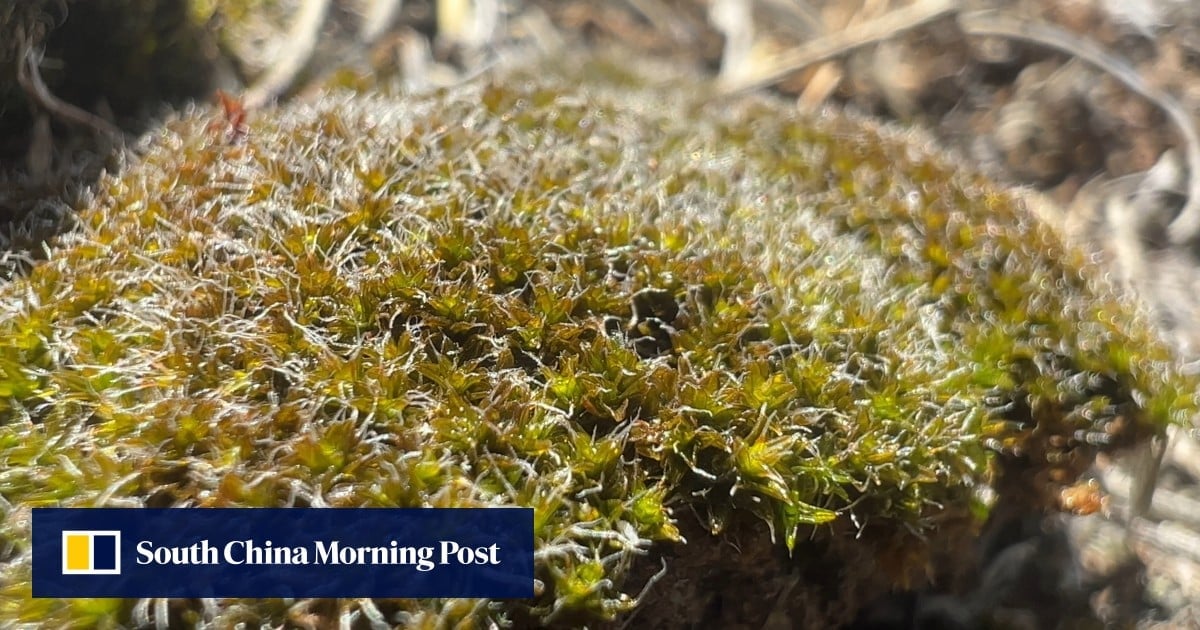 Could this moss survive and thrive on Mars? A Chinese study points to potential