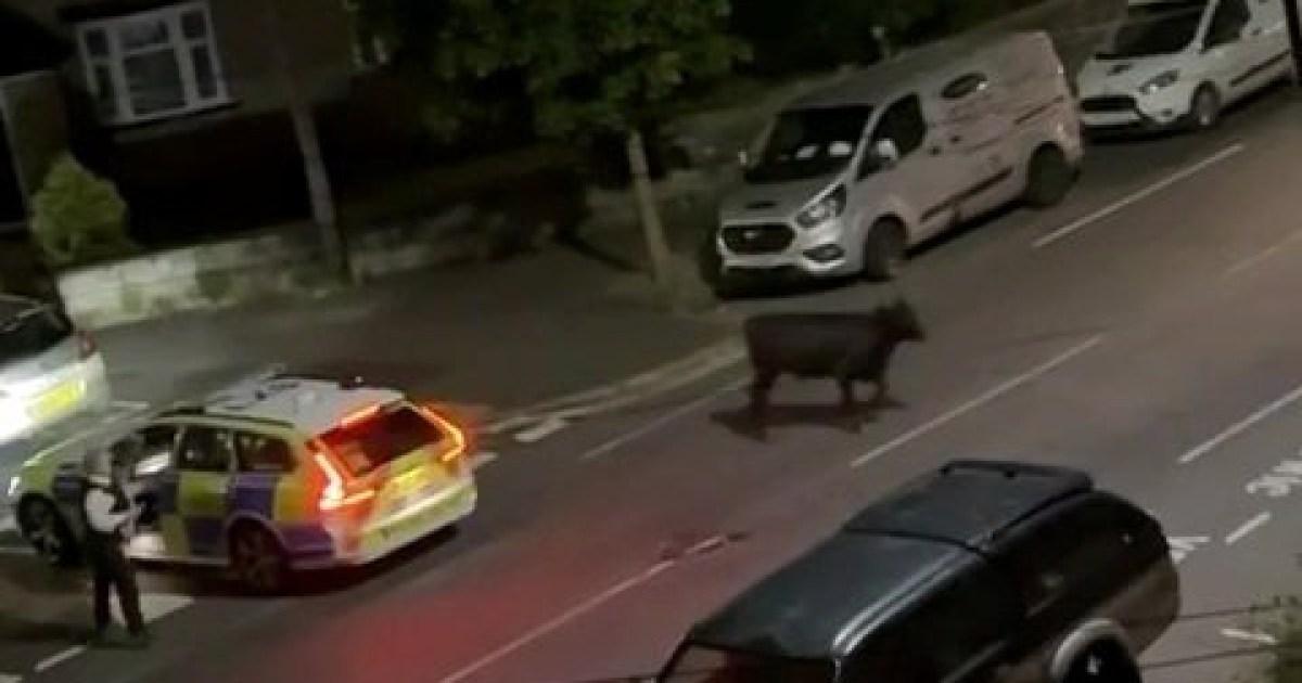 Crash between police car and cow on street being treated as criminal matter