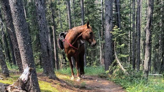'Crazy journey' reunites a missing horse with its family