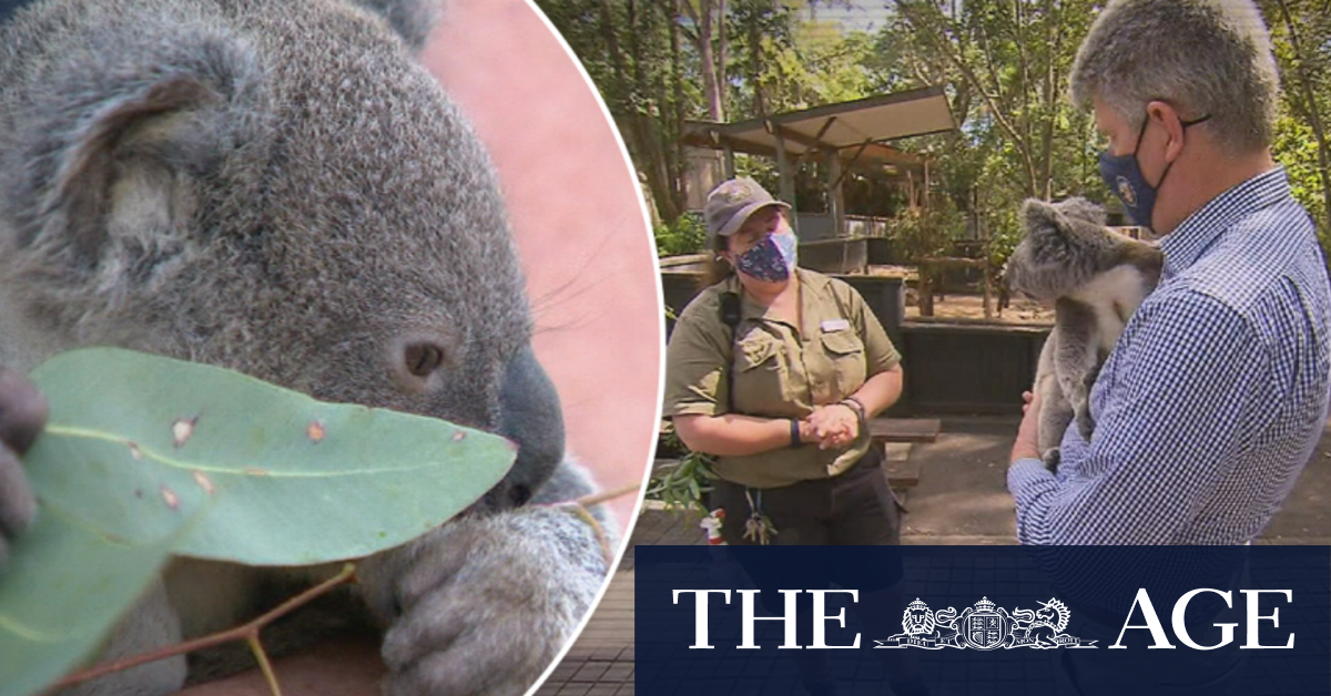 Cuddling koalas to be banned at iconic sanctuary
